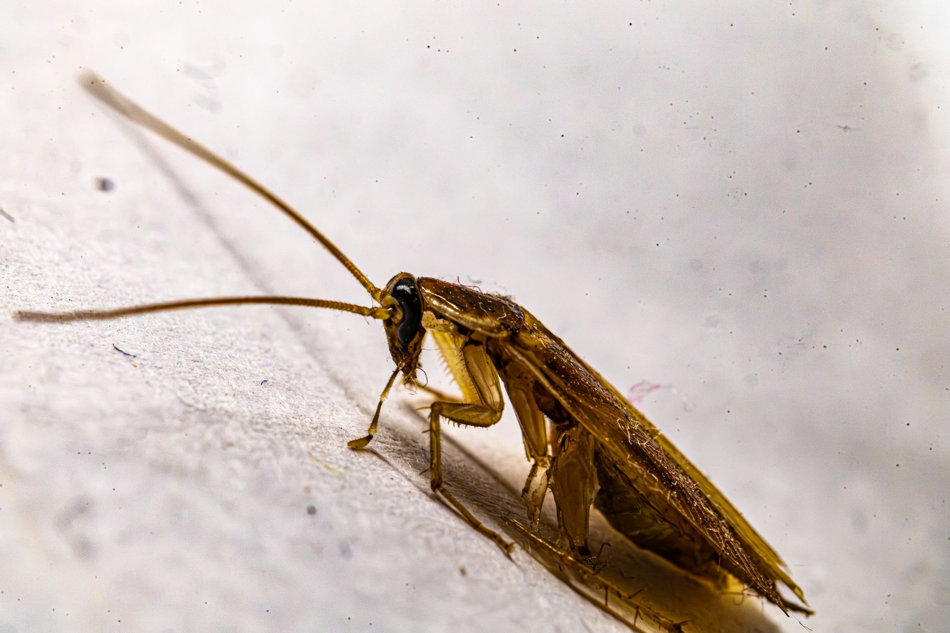 Bed Bug Services